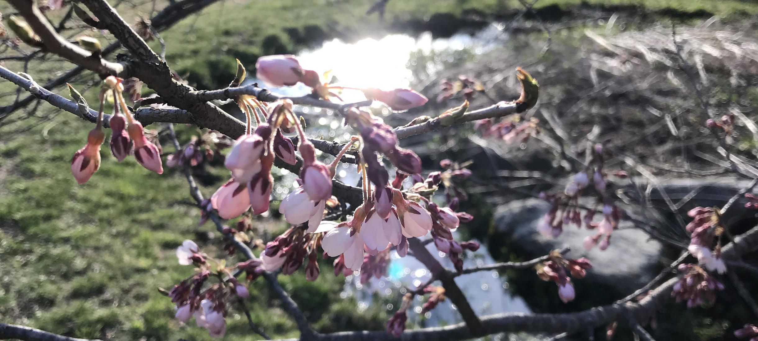 Spring blooms in the Alexandra botanic gardens