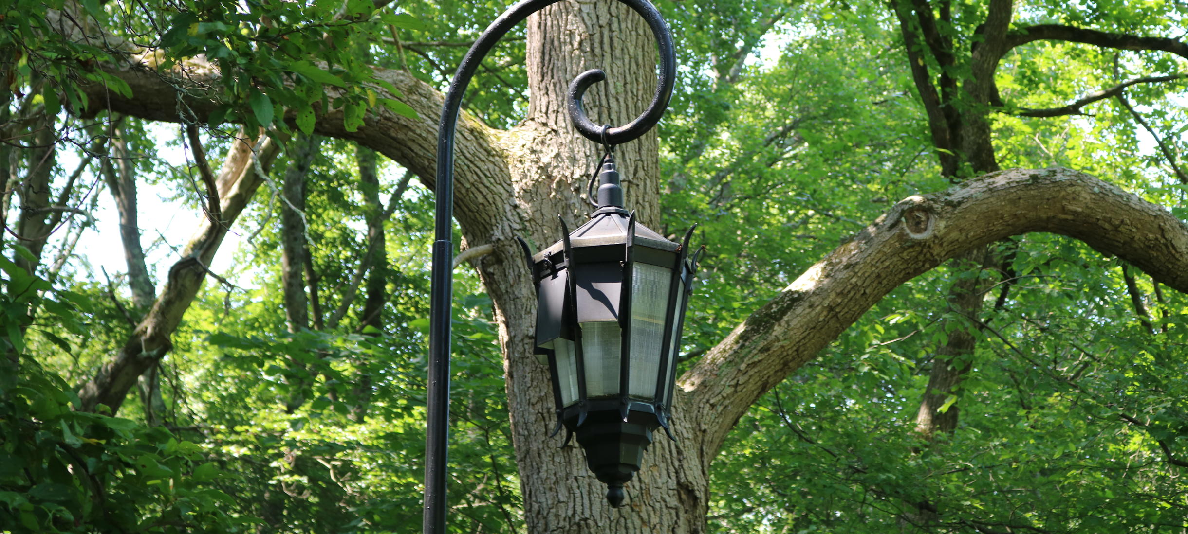 photo of tree and light post