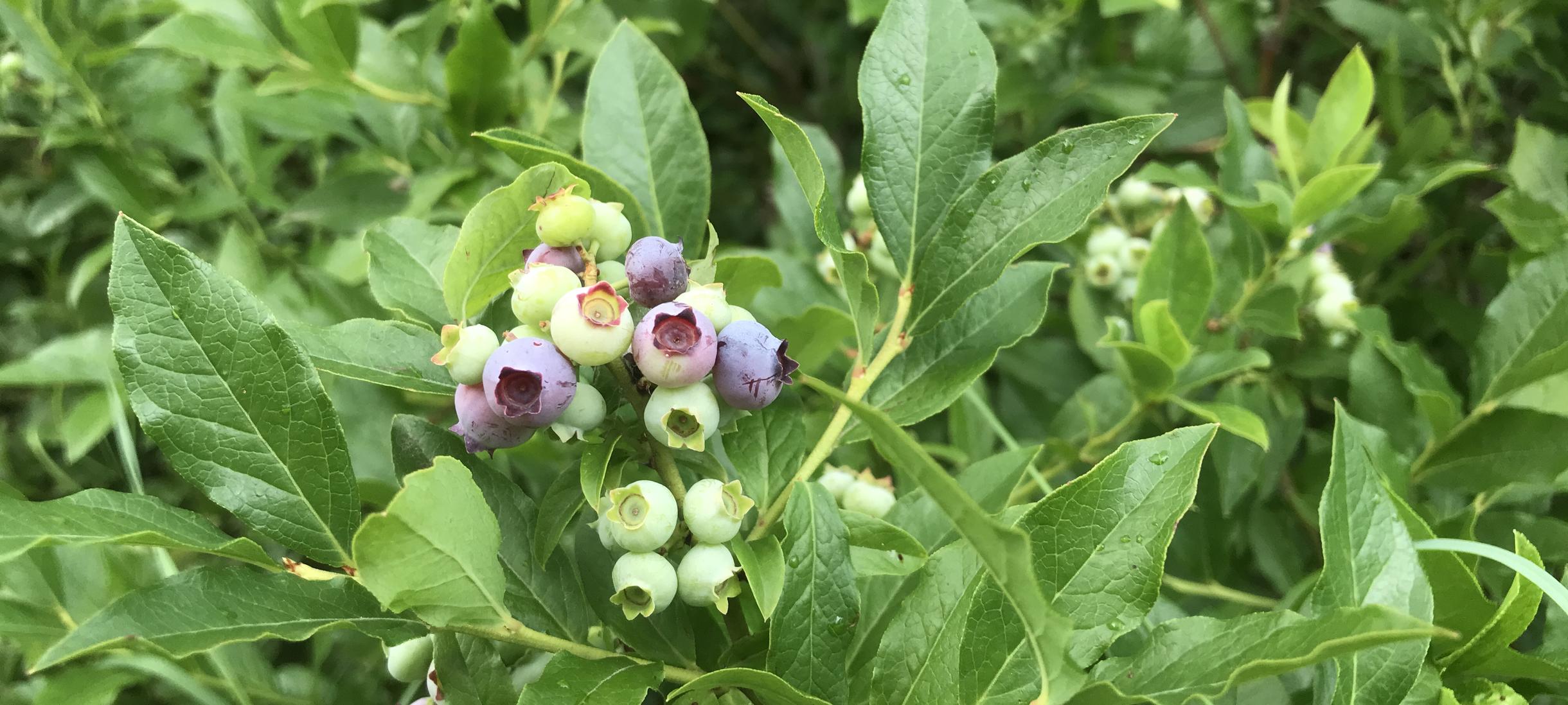 Blueberries in the Edible Ecosystem