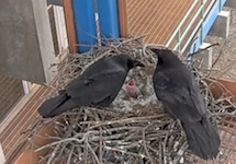 Recording and live streaming of ravens nesting on the Wellesley College campus