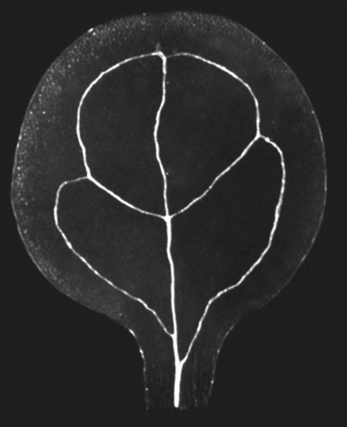 Cotyledon venation pattern of Arabidopsis thaliana