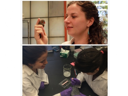 Dr. Gobes with a zebra finch; students conducting research in the lab.