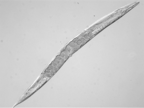 Light micrograph of a wild type hermaphrodite worm